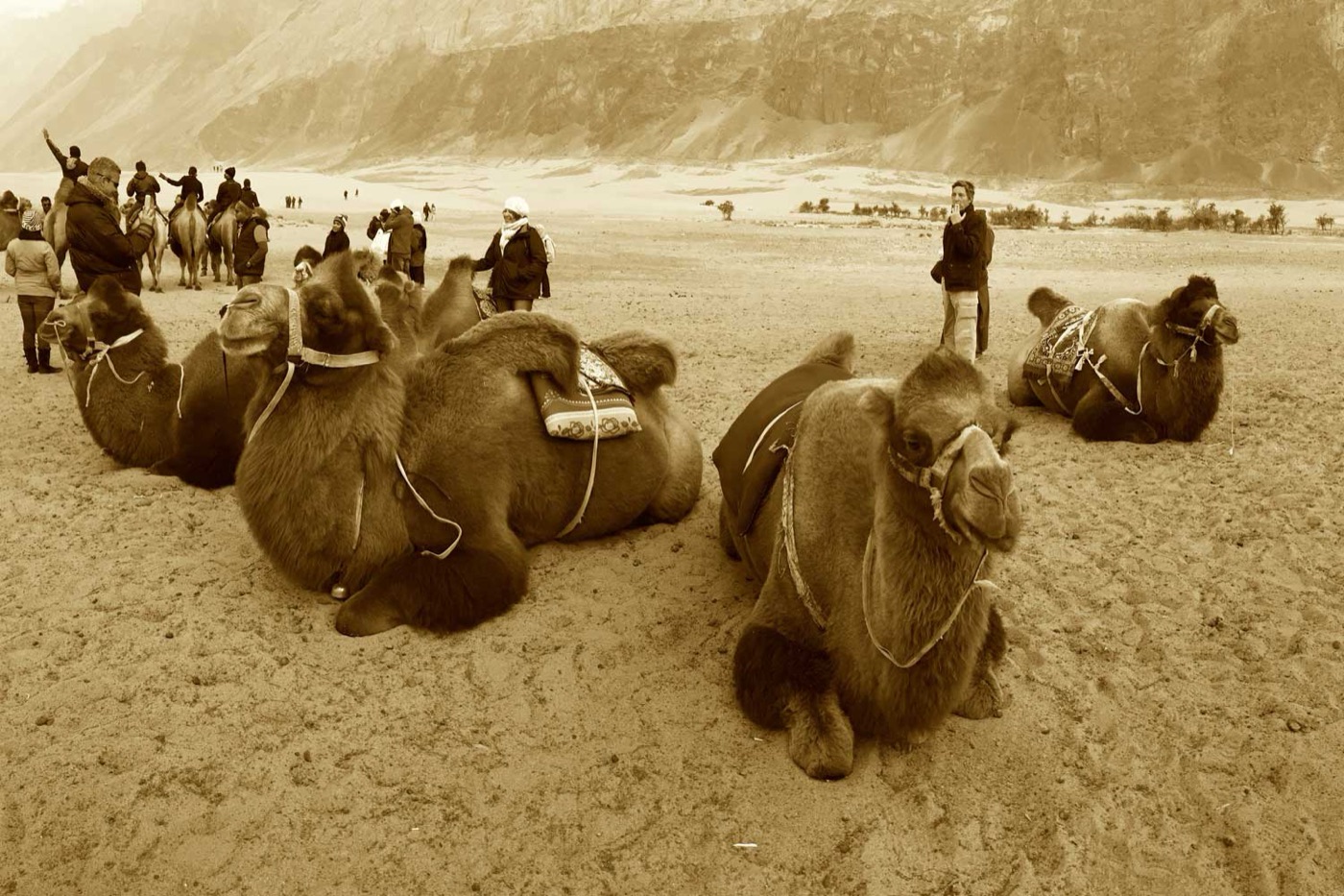 Double-humped Bactrian camels resting on the Hunder sand dunes in Nubra Valley